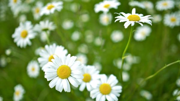 Closeup of mountain daisies, April's birth flower.