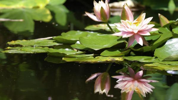 Water lilies with reflection in a pond.