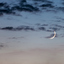 A Waxing Crescent Moon in the evening. 