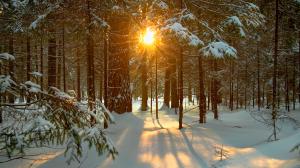 Sun peeking through trees with snow on the leaves and branches and snow on the ground. 