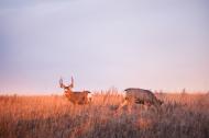 Deer in a grassy field at dawn.