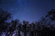 Dark New Moon night with the star filled sky in the background and fir trees in the foreground. 